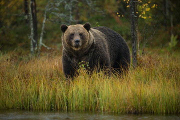Naklejka na ściany i meble Ursus arctos. The brown bear is the largest predator in Europe. He lives in Europe, Asia and North America. Wildlife of Finland. Photographed in Finland-Karelia. Beautiful picture. From the life of th