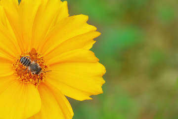 Striped insect on a yellow flower. Green background