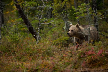 Ursus arctos. The brown bear is the largest predator in Europe. He lives in Europe, Asia and North America. Wildlife of Finland. Photographed in Finland-Karelia. Beautiful picture. From the life of th