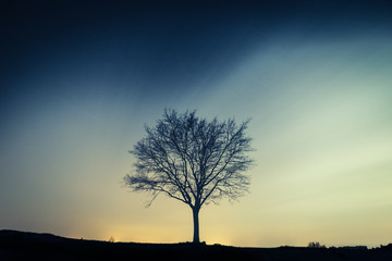 Fototapeta na wymiar Un arbre solitaire de nuit et en pose longue