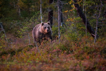 Ursus arctos. The brown bear is the largest predator in Europe. He lives in Europe, Asia and North America. Wildlife of Finland. Photographed in Finland-Karelia. Beautiful picture. From the life of th