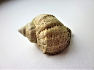 Sea shell