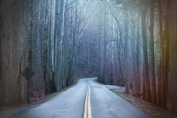 Long Street Photography in the Deep Woods with Colorful Rays of Sunshine Light