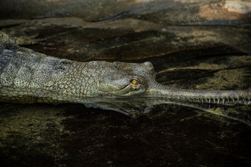 The Gharial (Gavialis gangeticus), is also known as the fish-eating crocodile. 