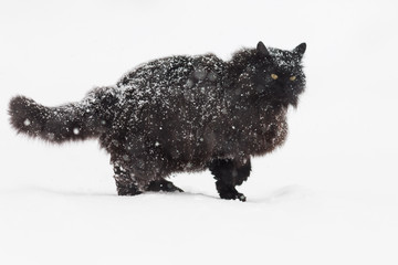 Un chat noir sous la neige