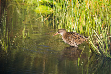Un râle d'eau dans le marais