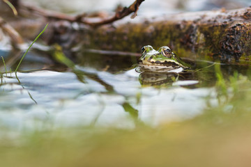 Une grenouille dans une mare