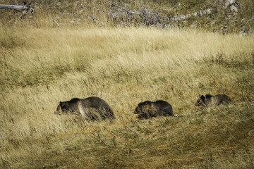 Grizzly Bear and cubs