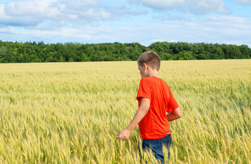 Naklejka na ściany i meble The boy in a bright T-shirt runs along the yellow field where ears of grain grow, the grain against the blue sky, the rear view.