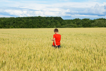 The boy in a bright T-shirt runs along the yellow field where ears of grain grow, the grain against the blue sky, the rear view.