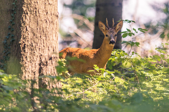Chevreuil m&acirc;le, brocard, dans la for&ecirc;t.