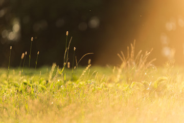 Prairie à contre-jour