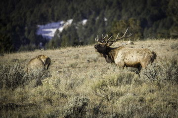 Obraz na płótnie Canvas Bugling Elk