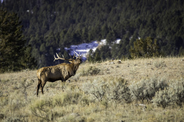 Bugling Elk