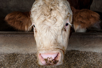 Bulle im Stall