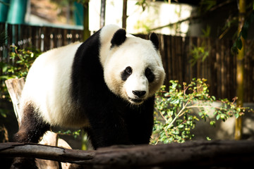 Obraz premium Panda bear feeling playful. 