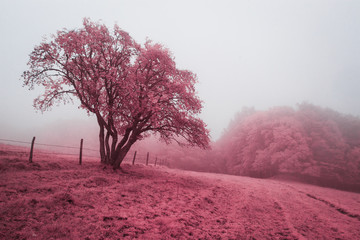 Champ, prairie, pâturage et forêt embrumés en infrarouge, rose.