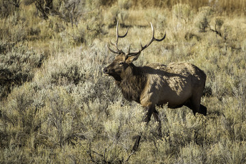 Bugling Elk