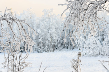 Branches covered with hoarfrost in the snow-covered forest. Apatity, Kola Peninsula, Murmansk region, Russia.
