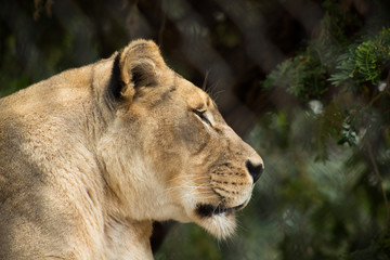 Female lion closeup in habitat. 