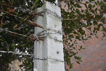 Barbed Wire