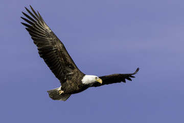 Fototapeta na wymiar Bald Eagle flying