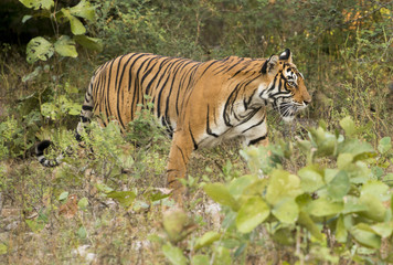 Naklejka na ściany i meble Tiger in Indian nature reserve