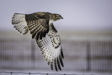 Swainson's Hawk