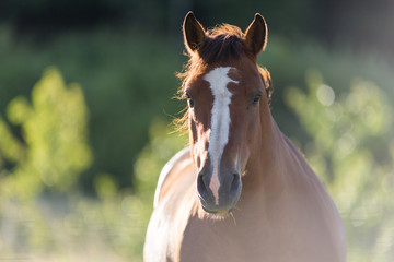 Portrait d'un cheval