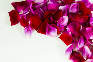 semi dried roses petals red and pink background