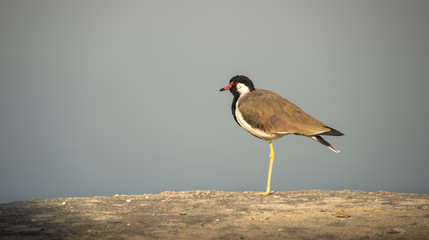 Bird India