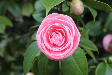 Pink Camellia flower