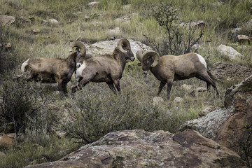 Big Horn Sheep