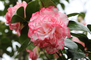 White and pink Camellia flower