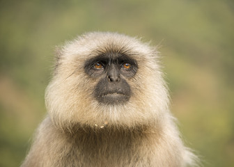 Face of Indian Monkey
