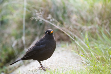 European common blackbird bathing in a puddle of water