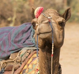 Camel Pushkar, India