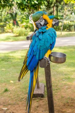 Colourful blue parrot. Wild parrot bird, blue macaw bird, ara ambigua, rare wild parrot bird in controlled environment habitat