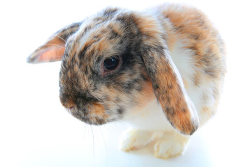 Rare rabbit color. Orange black white dwarf lop widder bunny with special tricolor pattern. Rabbit patterns. Orange fox rex tricolor black white broken tricolor tiger pattern. Harlequin japanese lop