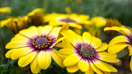 The Blue Eyed Beauty Osteospermum