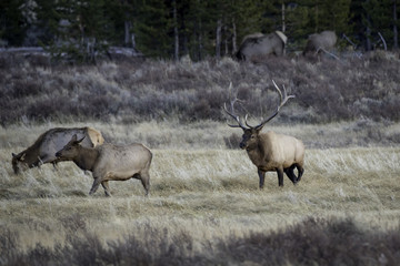 Naklejka na ściany i meble Elk in field