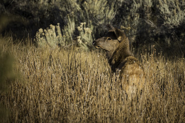 Elk Calf in the grass