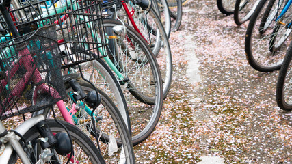 parked bikes and cherry petals