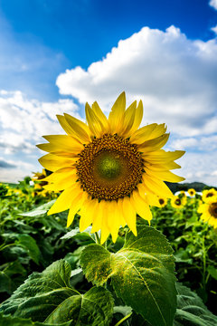 Beautiful sunflower in a sunflower field under the clear light and perfectblue sky