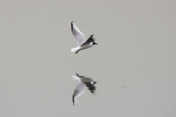 Black-headed gull flying above water with nice reflections. Common waterbird. Bird in wildlife.
