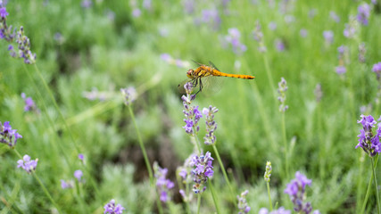 orange dragonfly on lavender