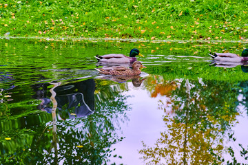 ducks swim in the canal