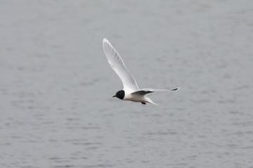 Little gull flying above water. Cute small black-headed rare waterbird. Bird in wildlife.