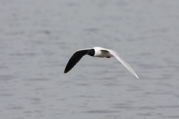 Little gull flying above water. Cute small black-headed rare waterbird. Bird in wildlife.