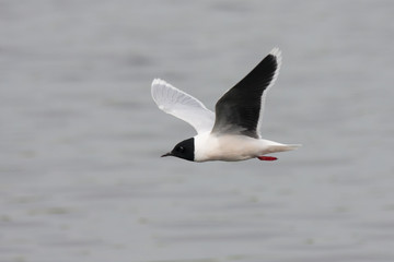 Fototapeta na wymiar Little gull flying above water. Cute small black-headed rare waterbird. Bird in wildlife.
